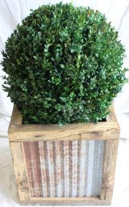 24 inch diameter preserved boxwood topiary